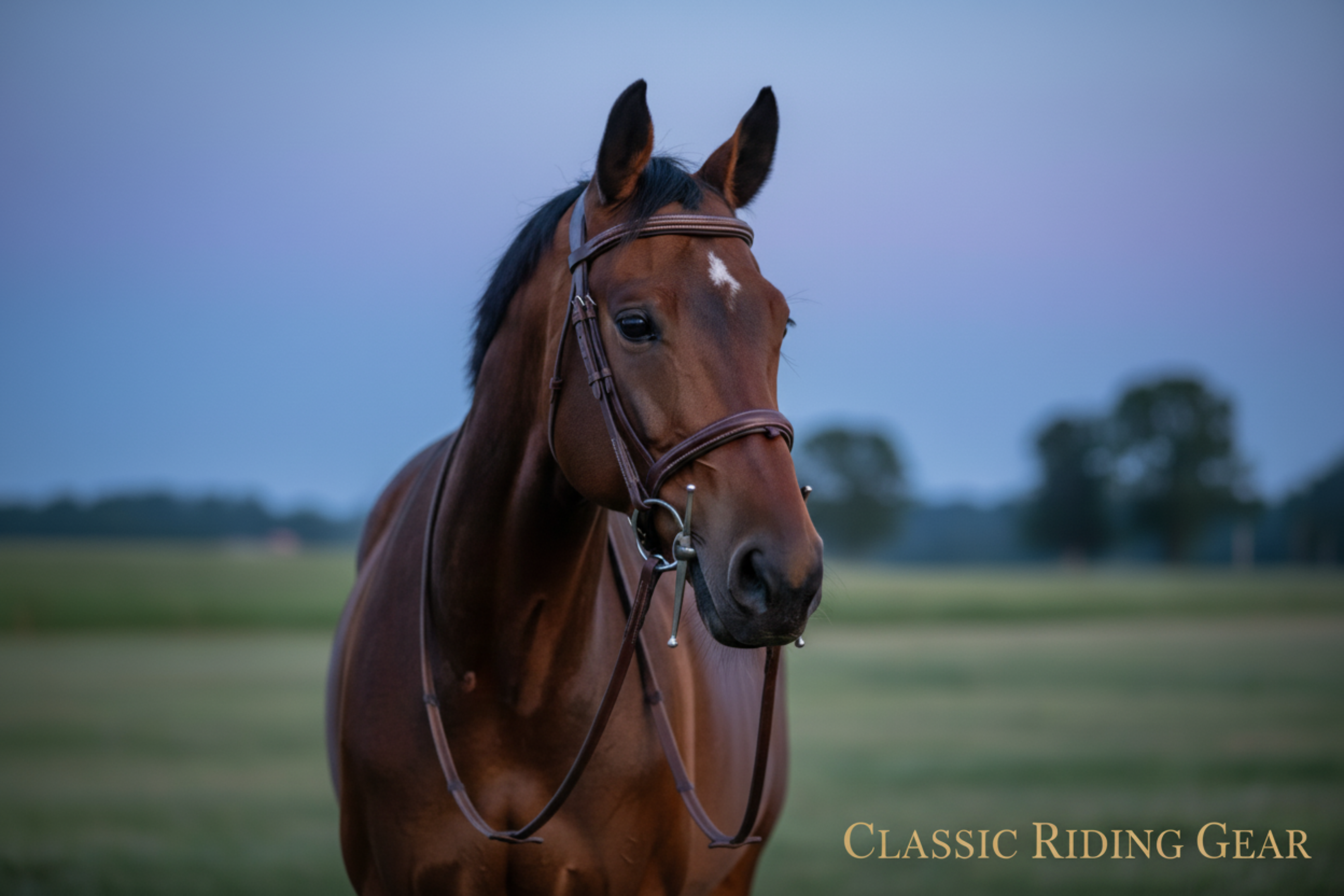 Horse bridle bit on a wooden surface